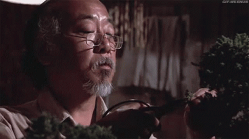 Mr. Miyagi pruning a tree